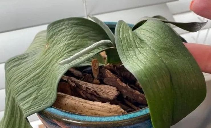 Orquídea com folhas macias