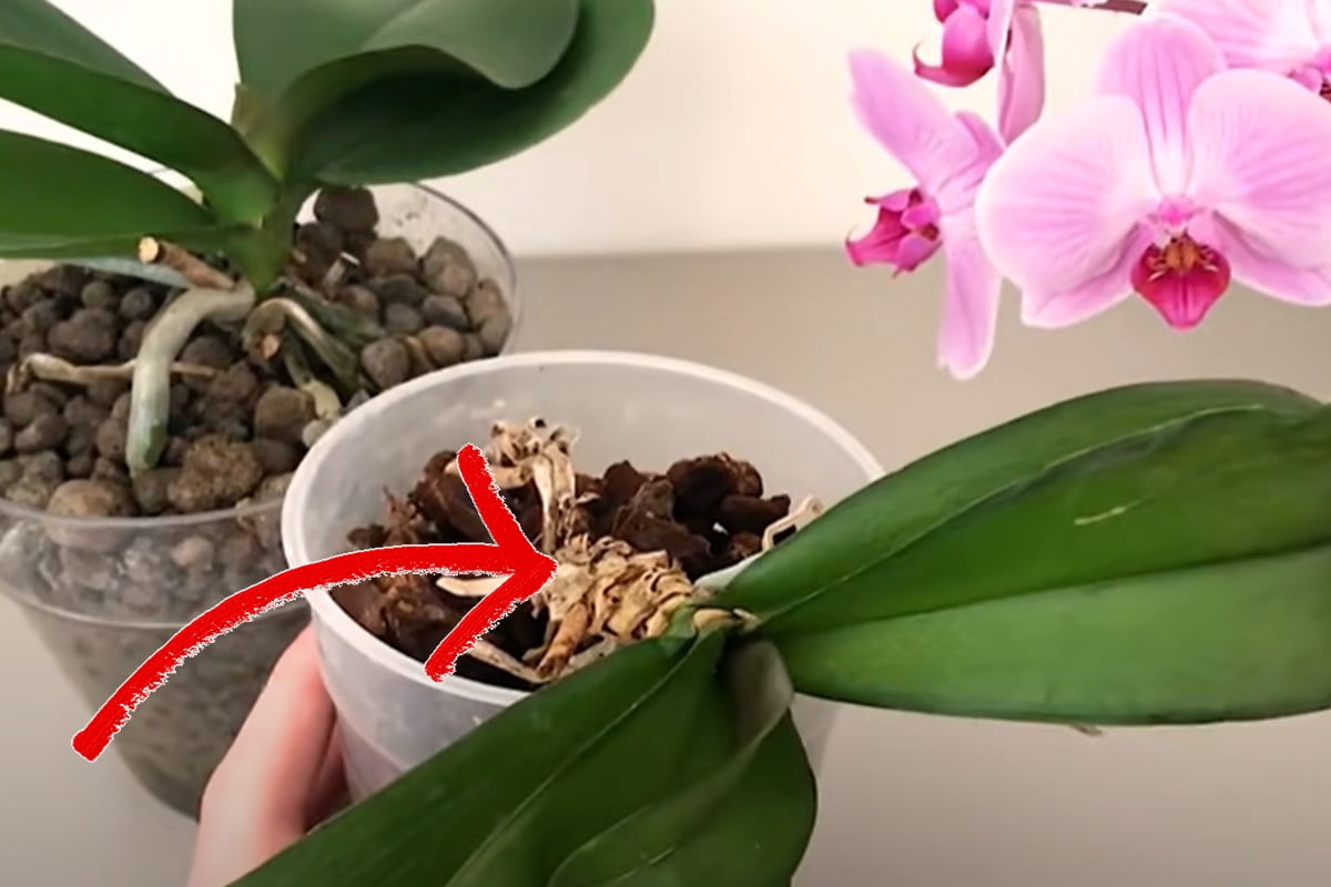 Orquídea com raízes secas? Não jogue isso fora! Aqui explicamos como salvá-lo!