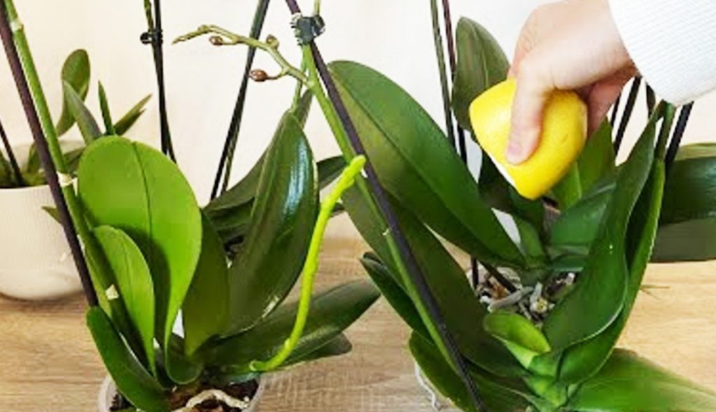 Orquídea: o segredo para uma floração abundante e folhas fortes e saudáveis