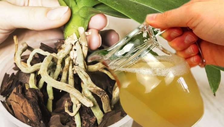 Adubo natural feito com batata