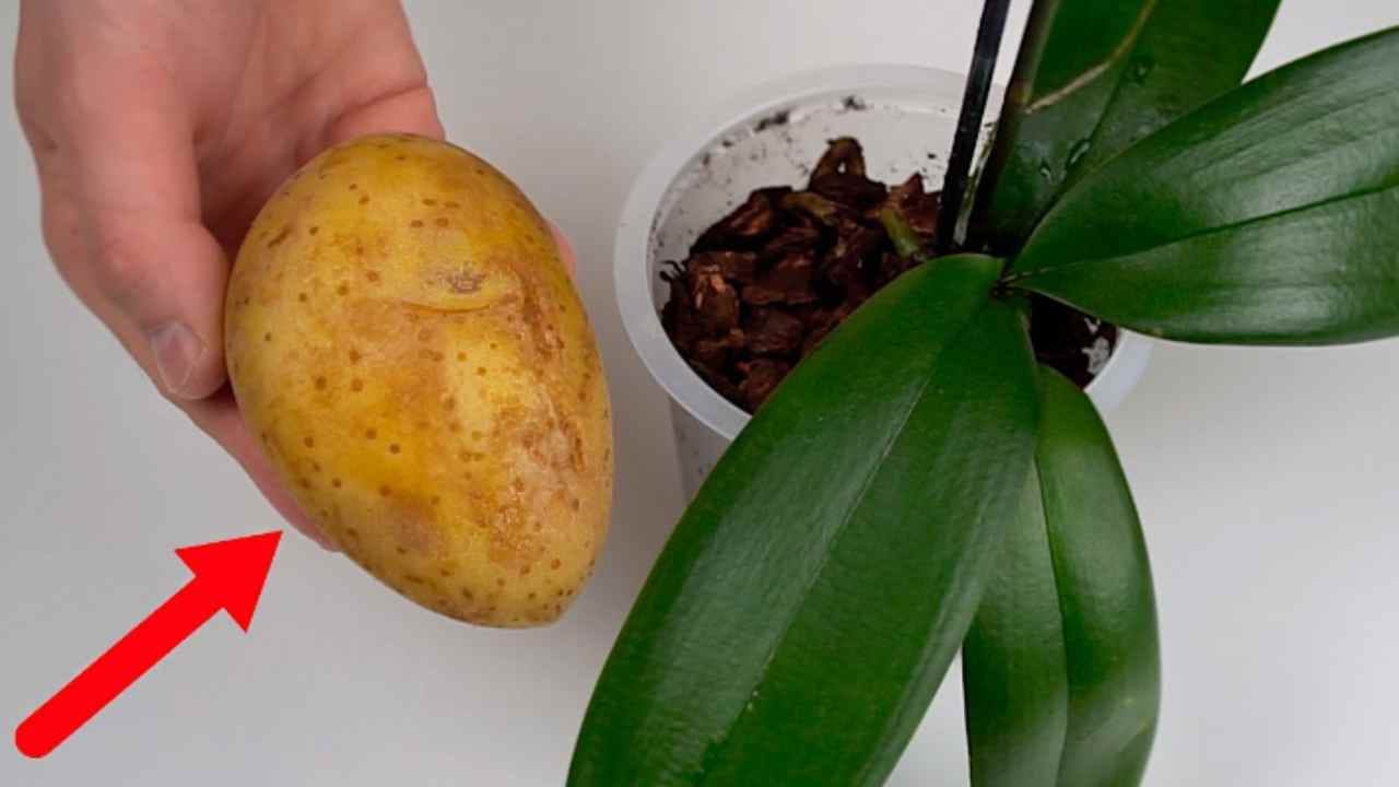 Como garantir que orquídeas rápidas e saudáveis cresçam rapidamente