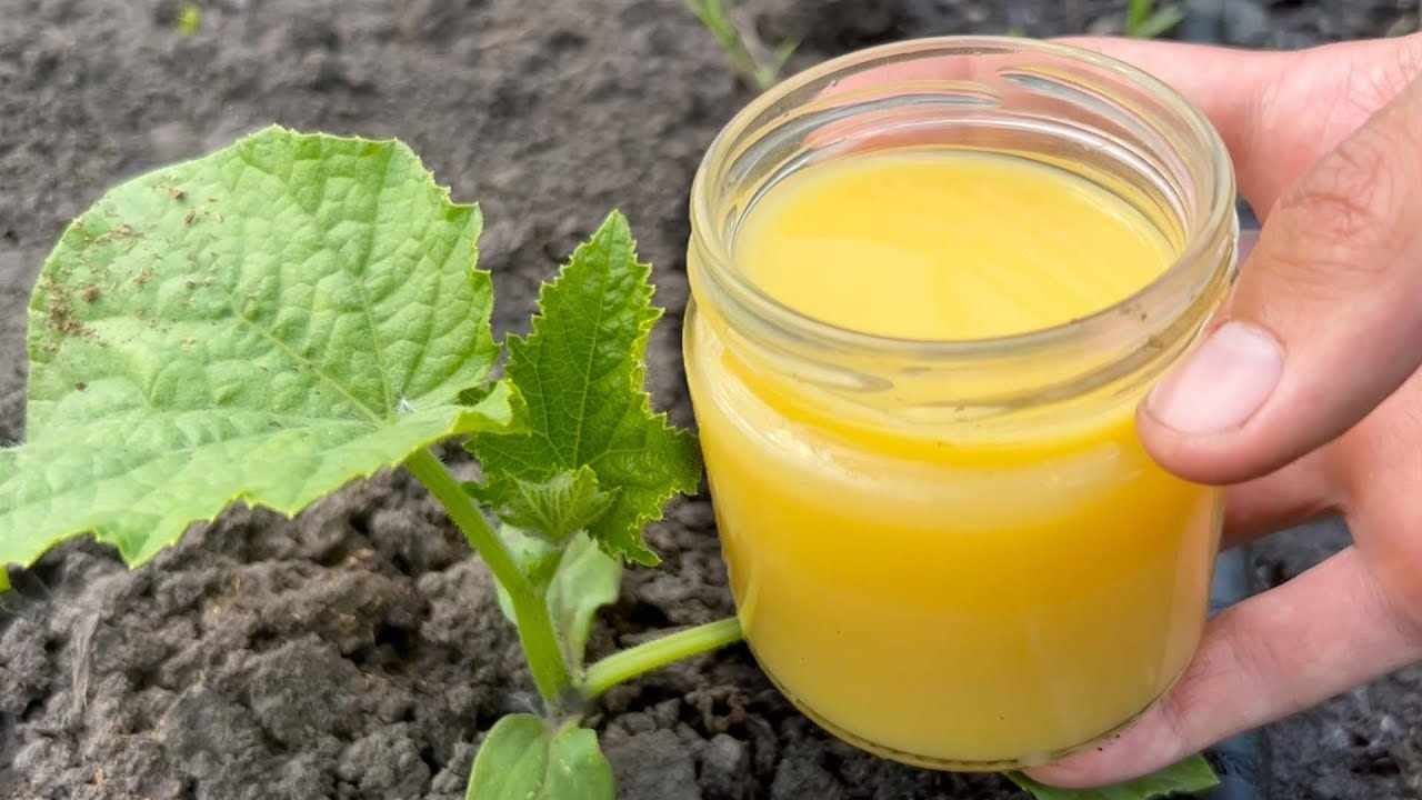 Pepinos, tomates e abobrinhas crescerão instantaneamente com esta receita