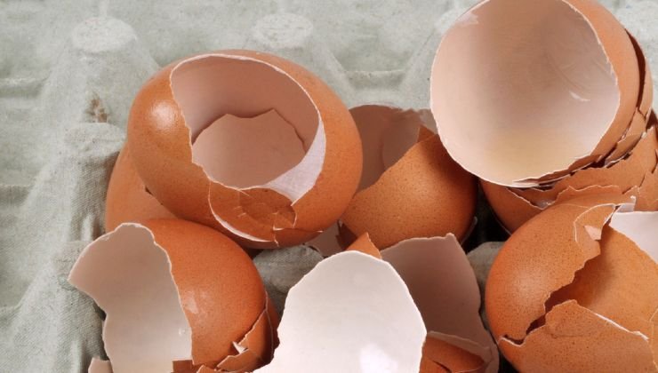 Dois ingredientes para plantas Dois ingredientes para plantas