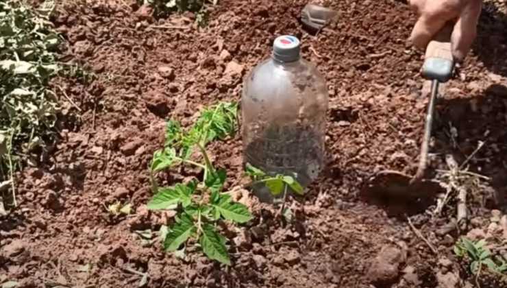 Regue as plantas por um mês