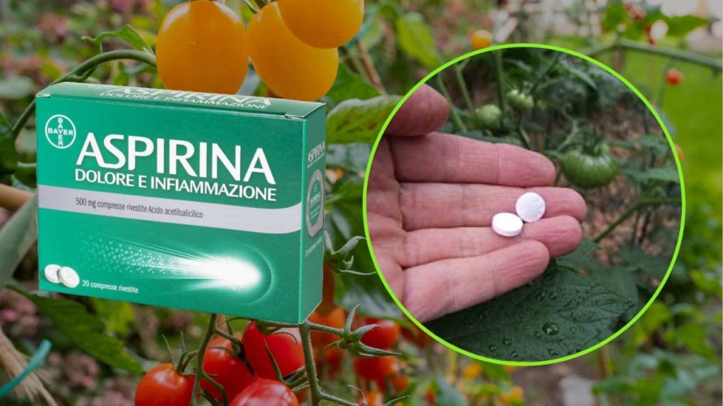 Aspirina em plantas