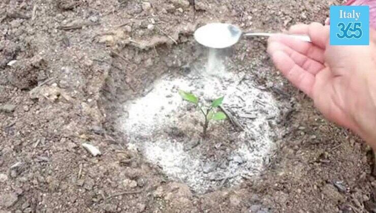 Colocar bicarbonato de sódio em uma muda