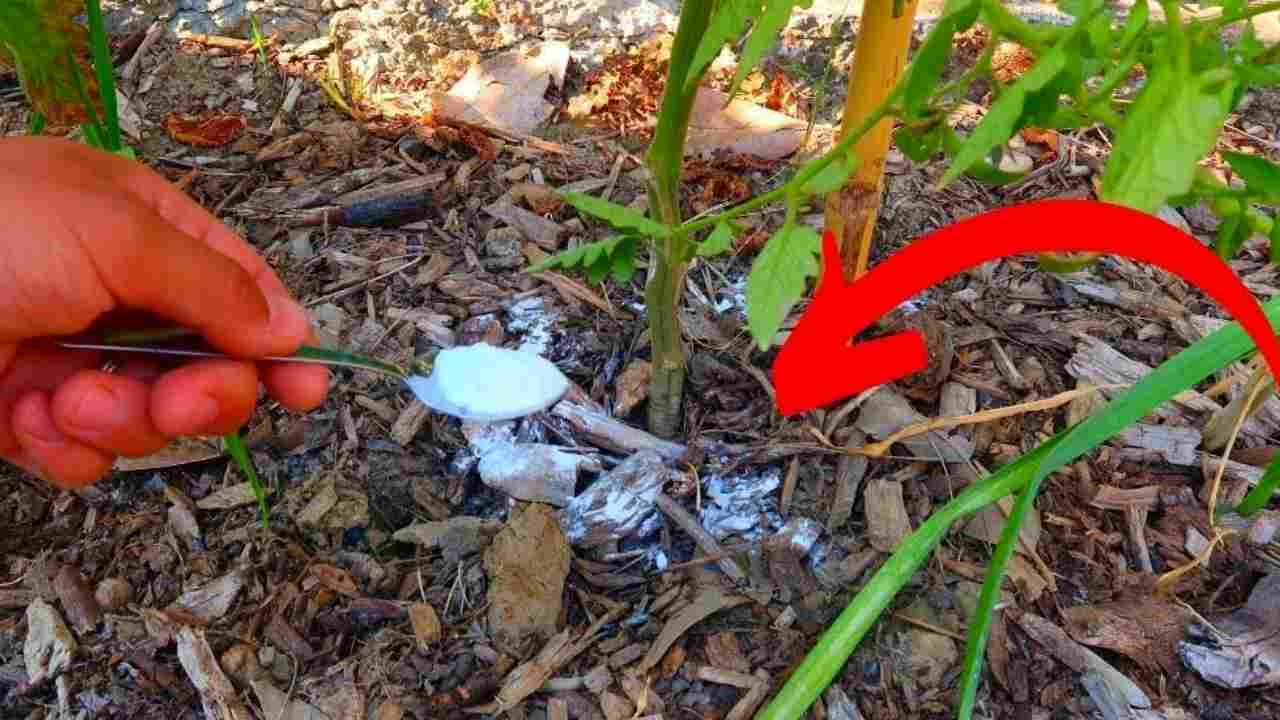 bicarbonato de sódio em plantas