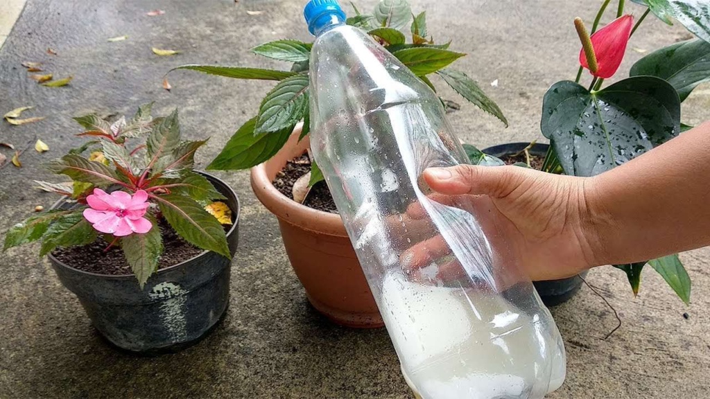 Água de arroz nas plantas