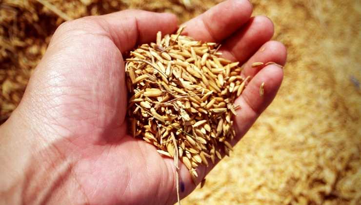 Arroz para regar tomates e pepinos