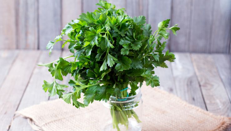 salsa - uso e benefícios