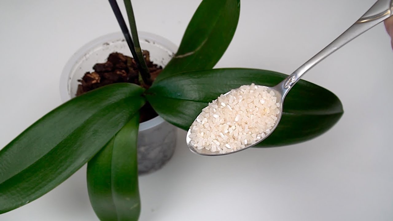 Arroz e orquídea