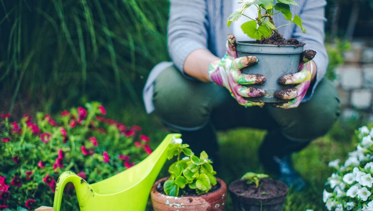 Rica colheita de tomates e pepinos