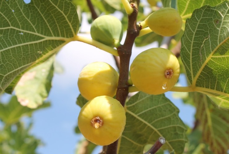 planta de figueira
