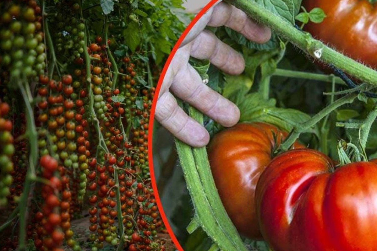 tomates gigantes no jardim basta um tomate gigante