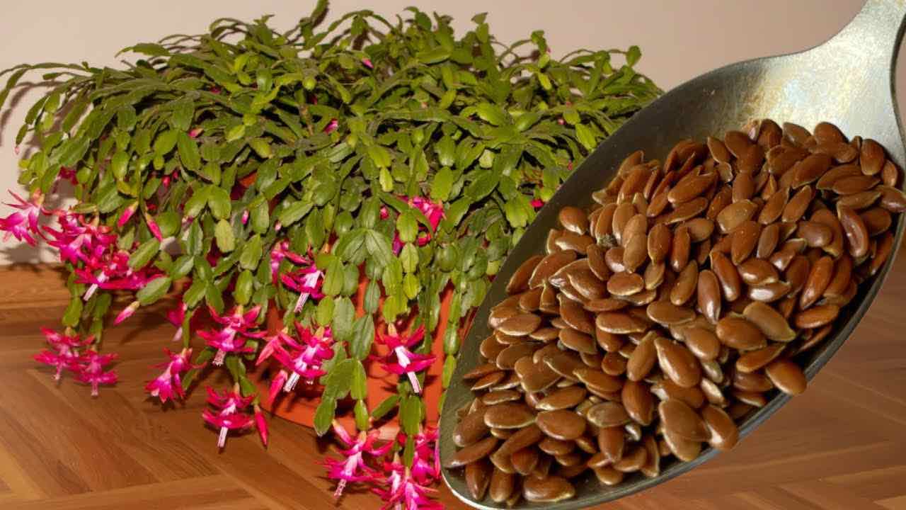 Colher para floraĂ§Ă£o exuberante Colher para floraĂ§Ă£o exuberante