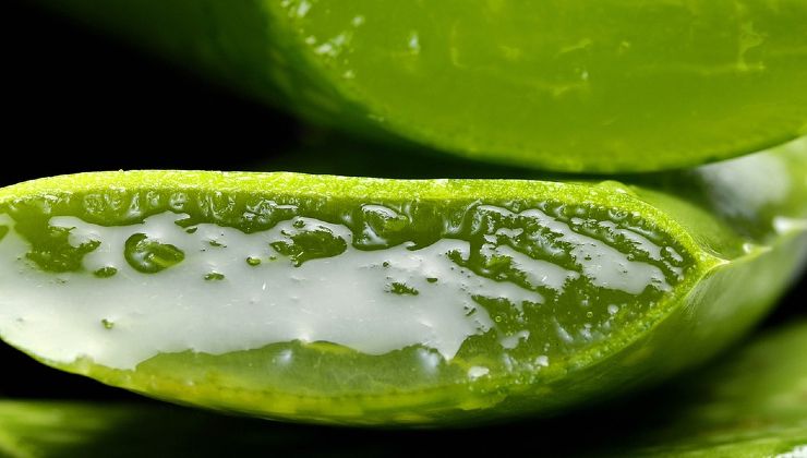 Aloe Vera