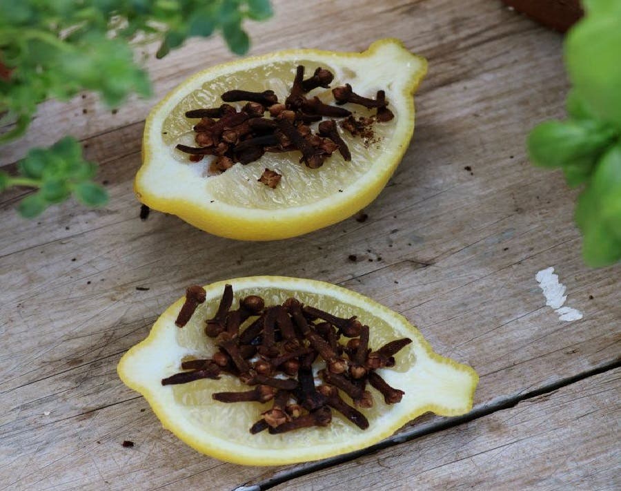 Adicione cravo em limões e limas para repelir abelhas, mosquitos, vespas e moscas 4 citroncloudegirofle1