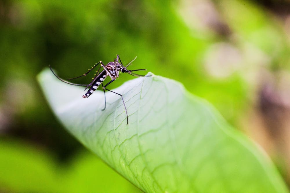 Adicione cravo em limões e limas para repelir abelhas, mosquitos, vespas e moscas 2 mosquito