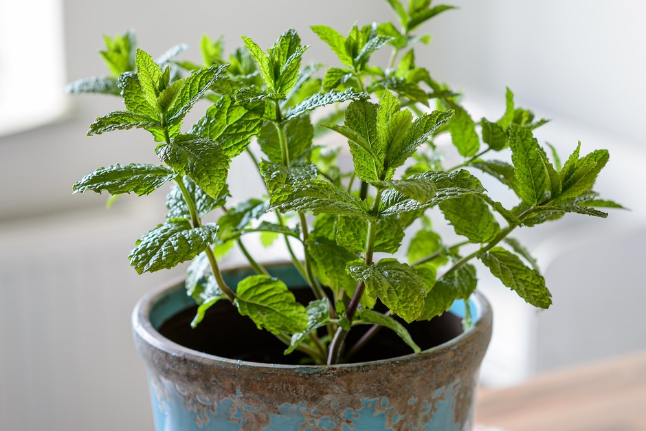 How to Grow Mint | BBC Gardeners World Magazine