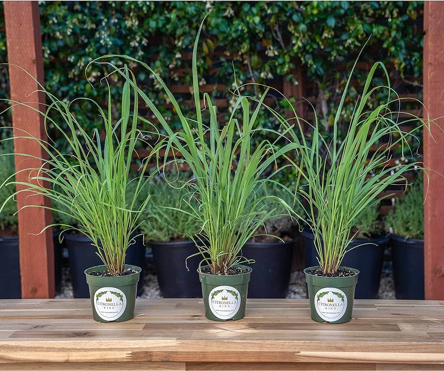 Amazon.com : 3 Lemongrass Plants, 4" Nursery Pots, Cymbopogon Citratus,  West Indian Lemon Grass, Fully Rooted for Kitchen Garden : Patio, Lawn &  Garden