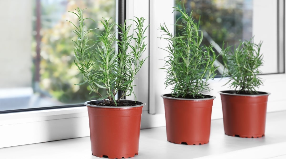 15 Tips for Growing Rosemary in Pots or Containers