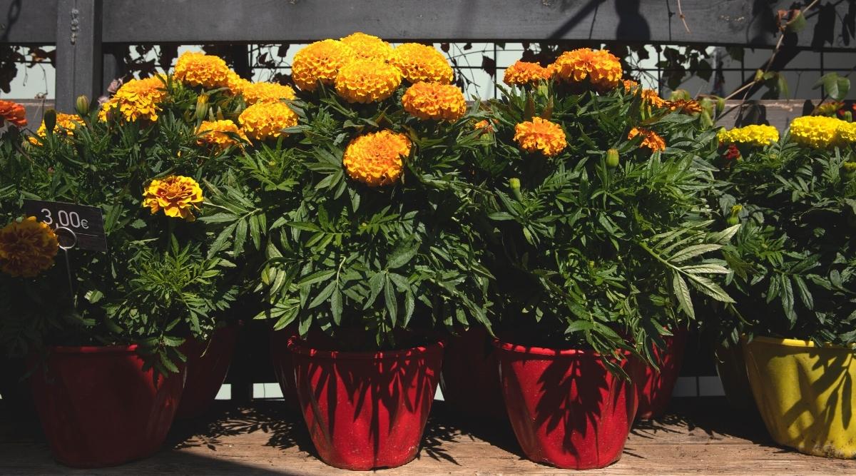 How to Grow Potted Marigolds in 6 Easy Steps