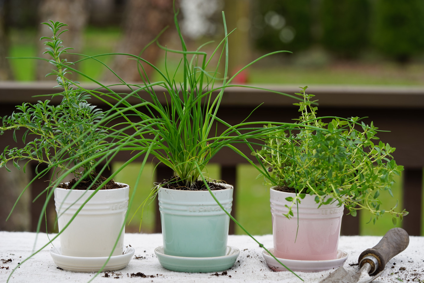 How to Grow Your Own Organic Chives from Seed • Gardenary